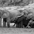 Elephant family drinking in the Chobe river.jpg