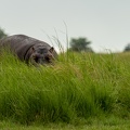 Hippo hiding in the tall grass