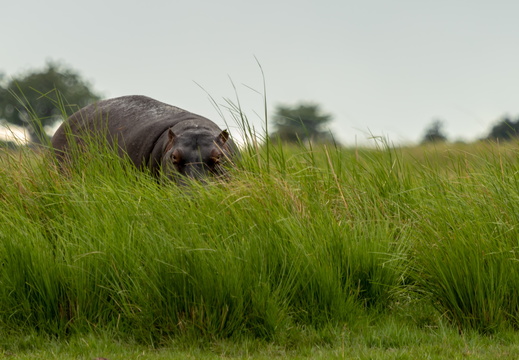 Hippo hiding in the tall grass