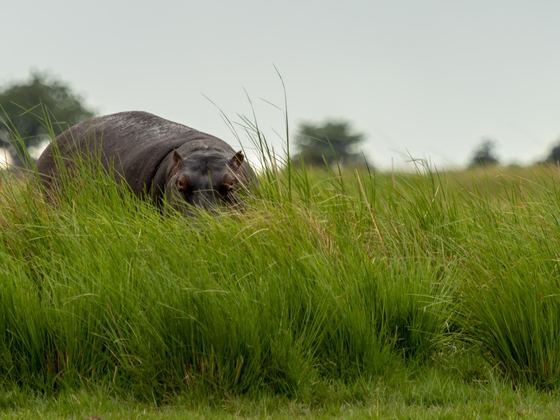 Hippo hiding in the tall grass