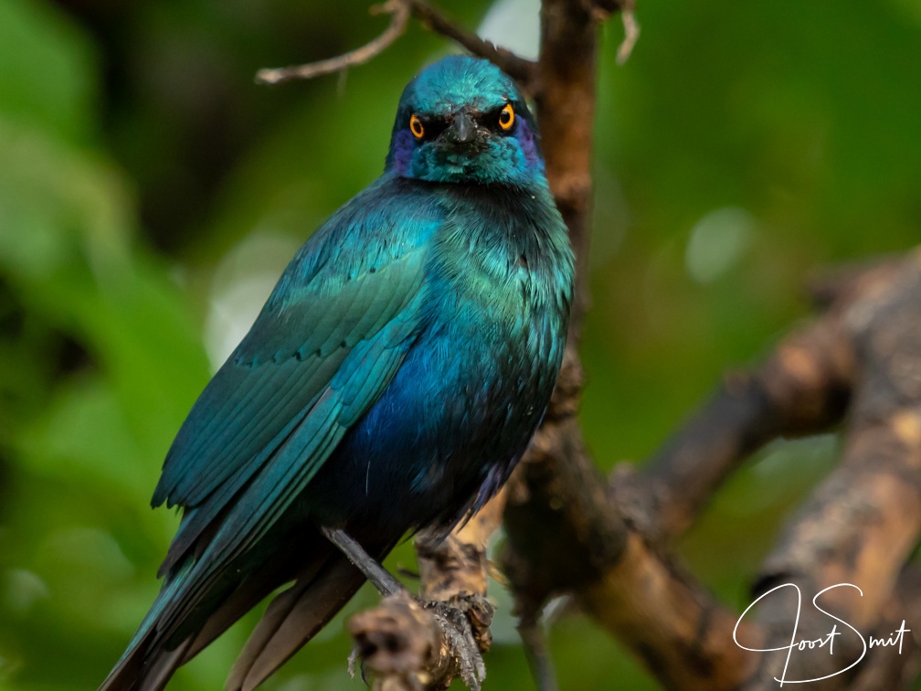 Glossy starling