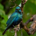 Glossy starling