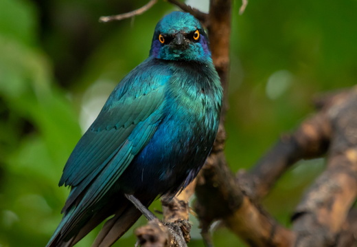 Glossy starling