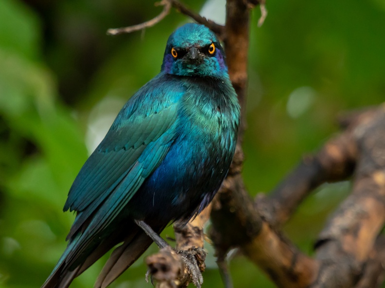 Glossy starling