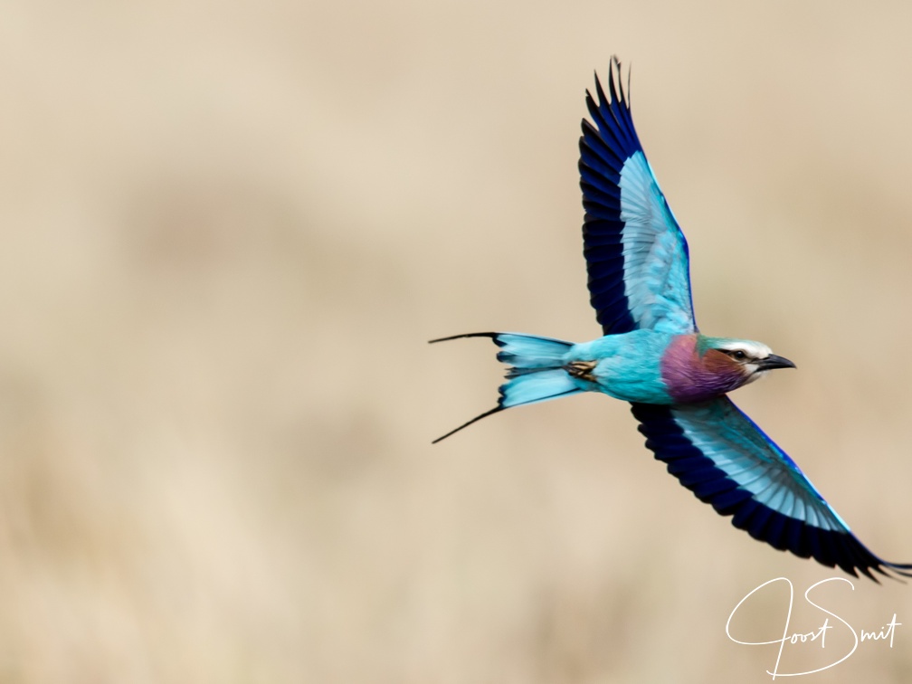 Lilac breasted roller in flight