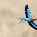 Lilac breasted roller in flight