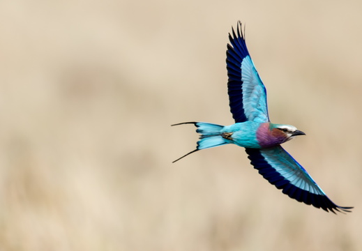 Lilac breasted roller in flight