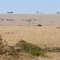 Lion resting in the Mara