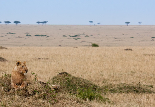 Lion resting in the Mara