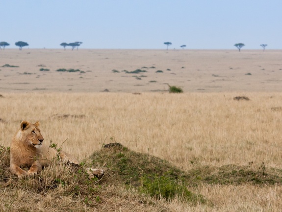 Lion resting in the Mara
