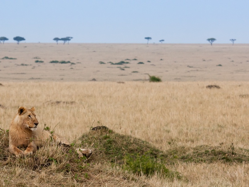 Lion resting in the Mara