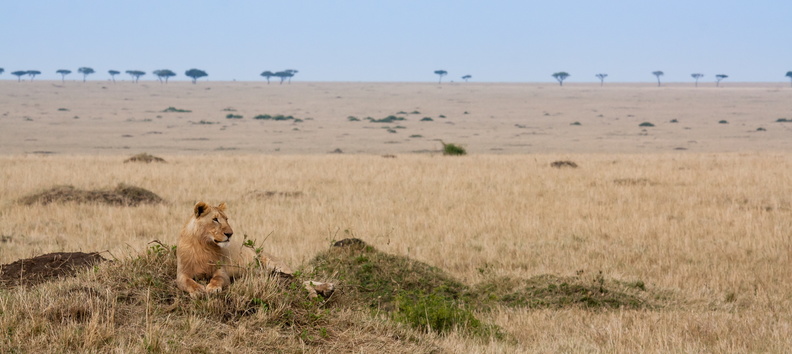 Lion resting in the Mara.jpg