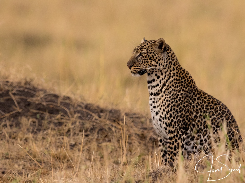 Leopard in the Masai Mara