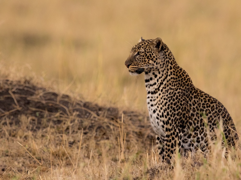 Leopard in the Masai Mara