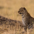Leopard in the Masai Mara.jpg