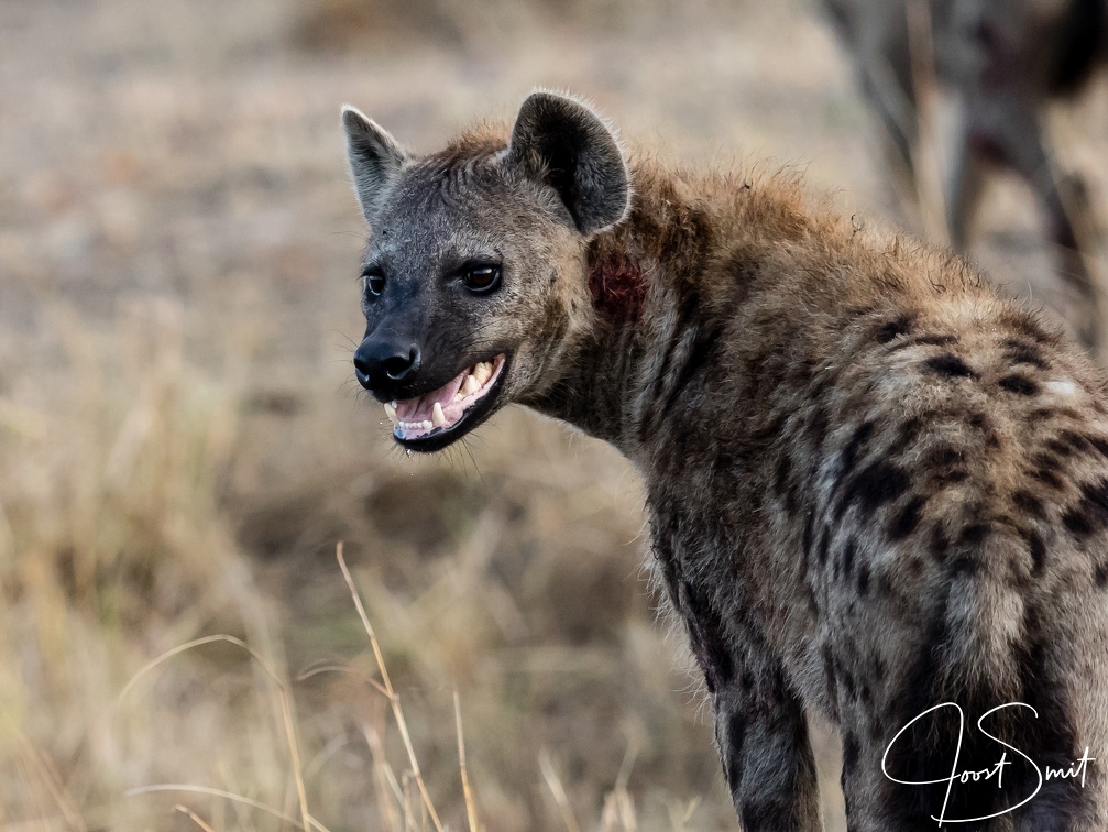 Hyena in the Mara