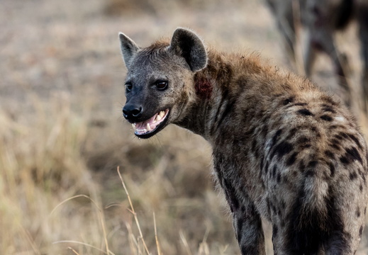 Hyena in the Mara