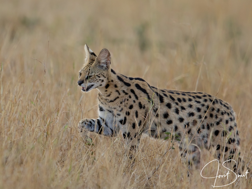 Serval in the Mara