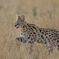 Serval in the Mara
