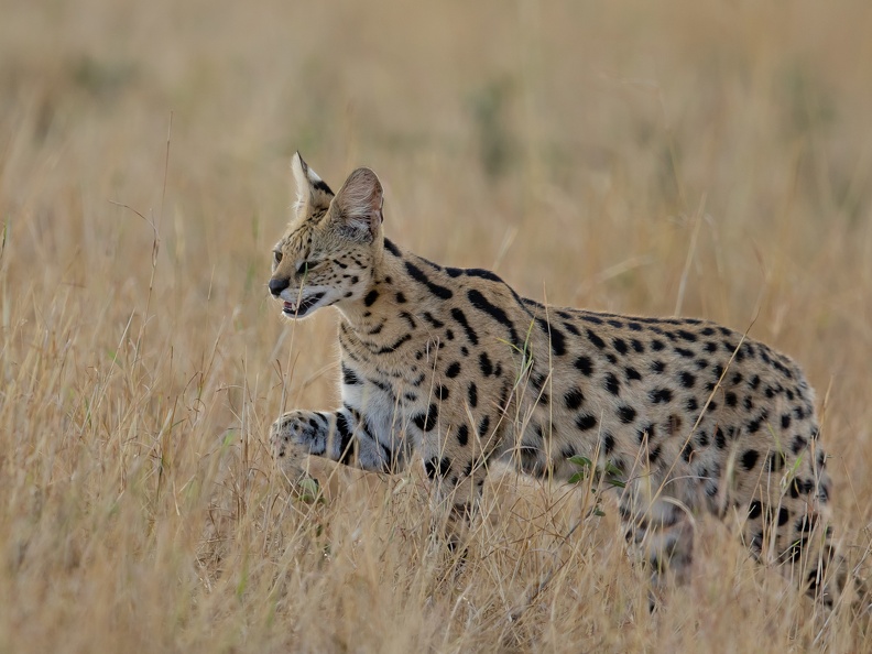 Serval in the Mara