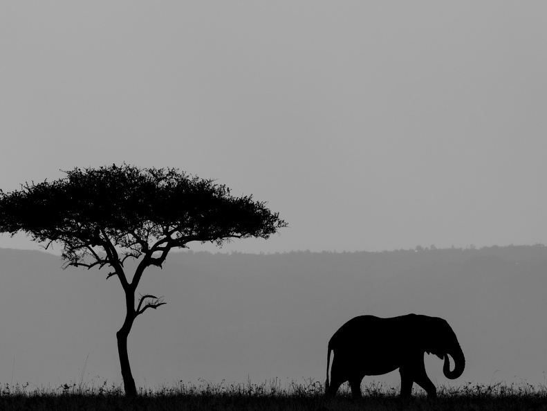 African silhoutte
