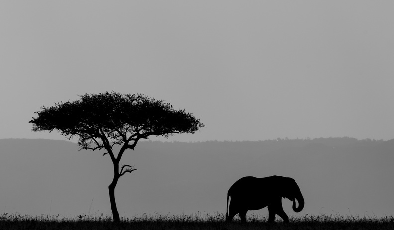 African silhoutte.jpg