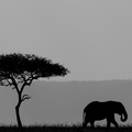 African silhoutte.jpg
