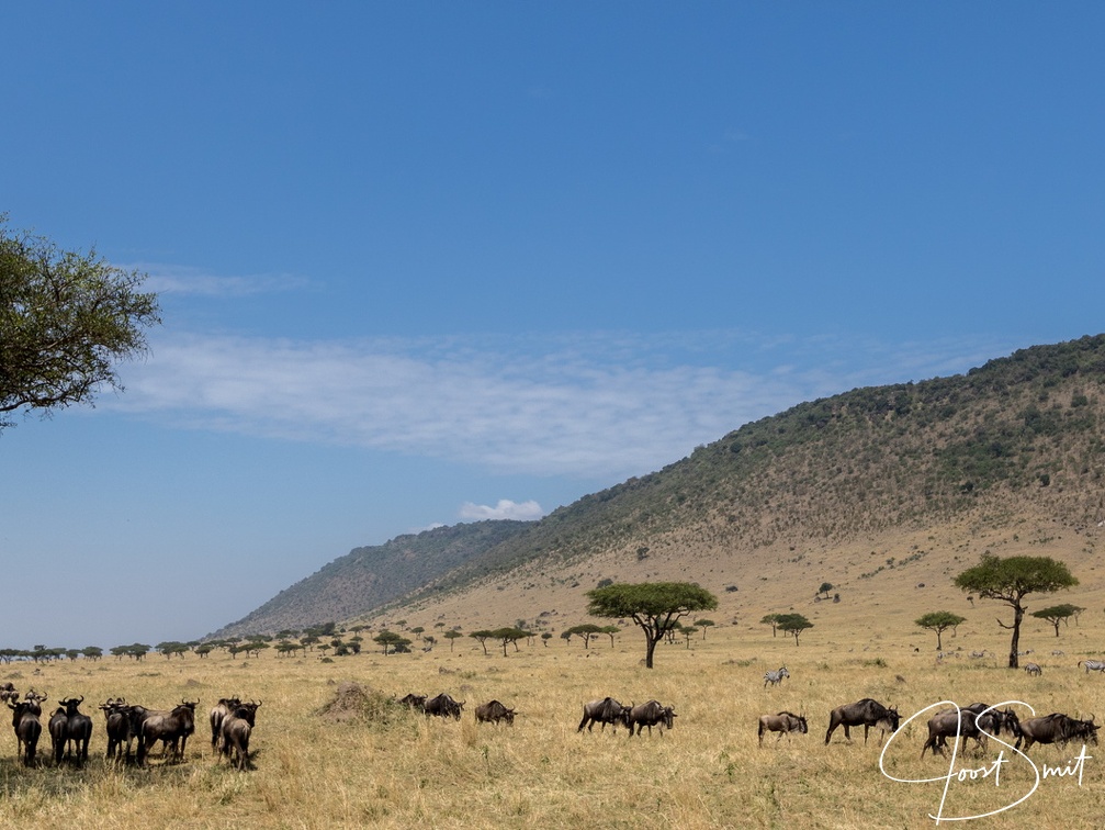 Migration in the plains of the mara