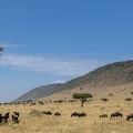 Migration in the plains of the mara