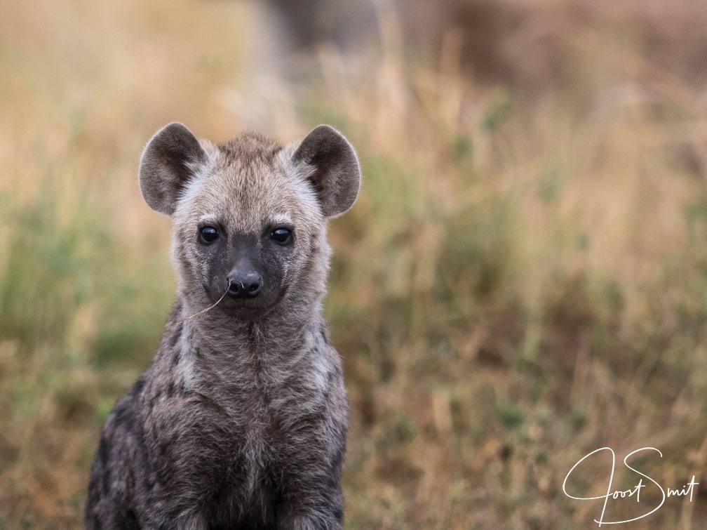 Young hyena