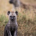 Young hyena