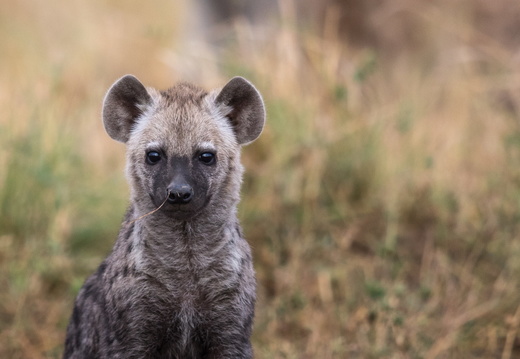 Young hyena