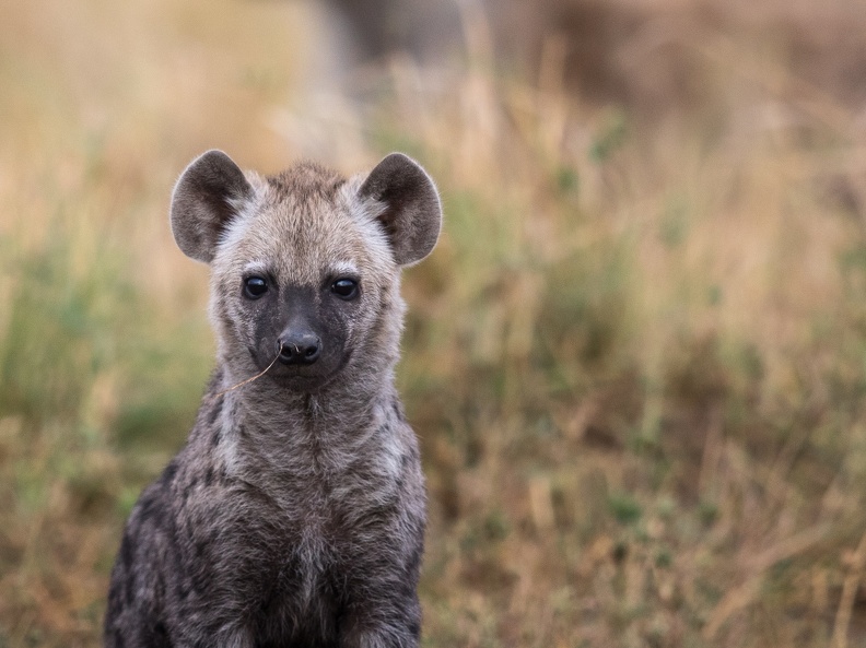 Young hyena