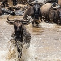 Wildebeest madness