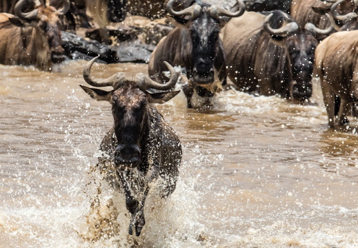 Wildebeest madness