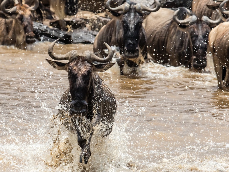 Wildebeest madness
