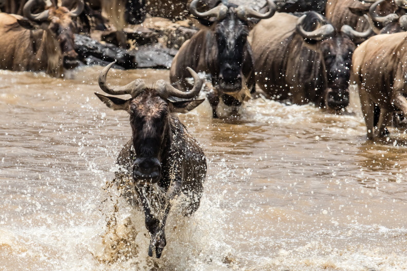 Wildebeest madness.jpg