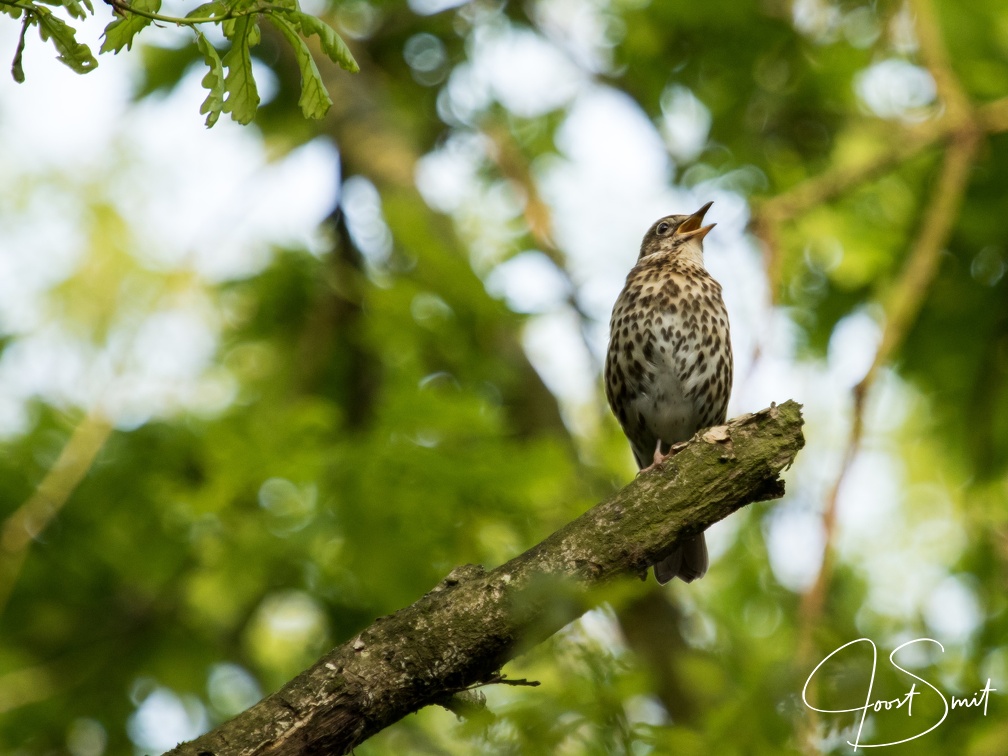 Zanglijster in Bieslandse Bos