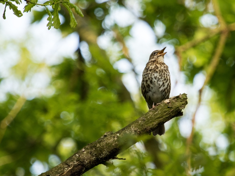 Zanglijster in Bieslandse Bos