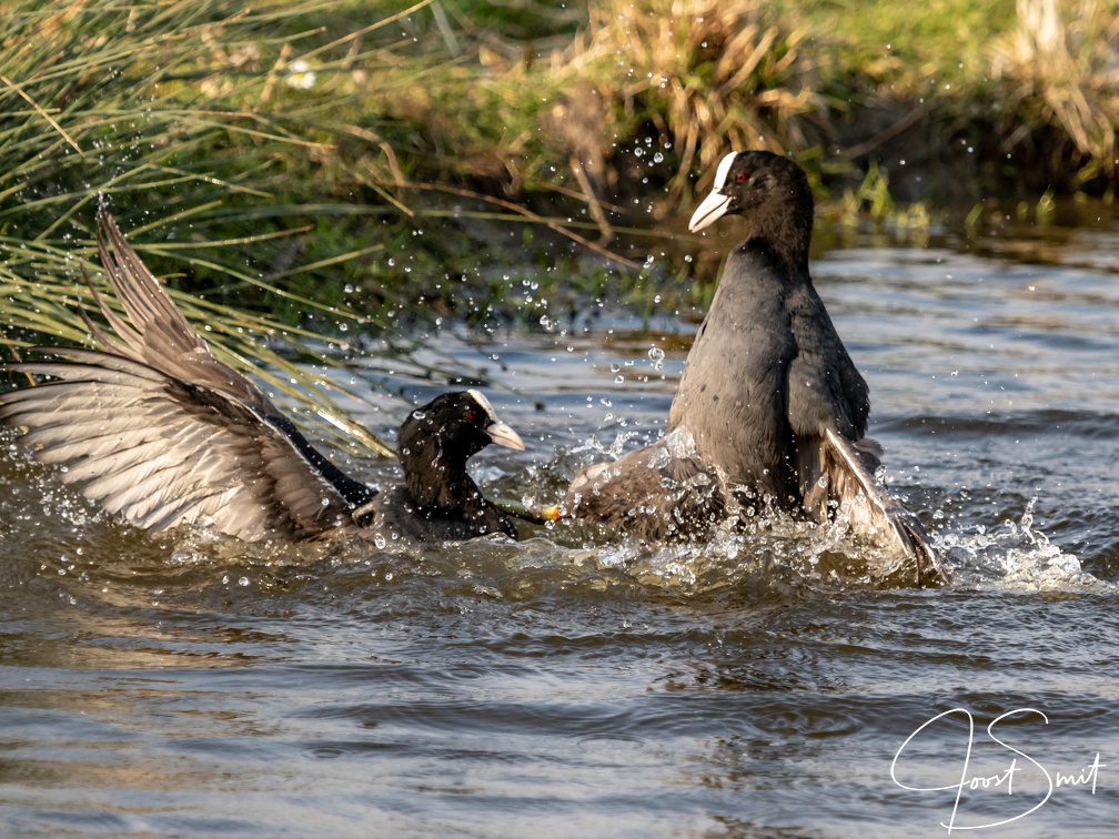 Vechtende meerkoeten
