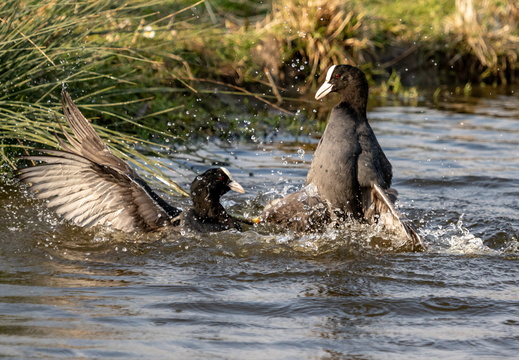 Vechtende meerkoeten