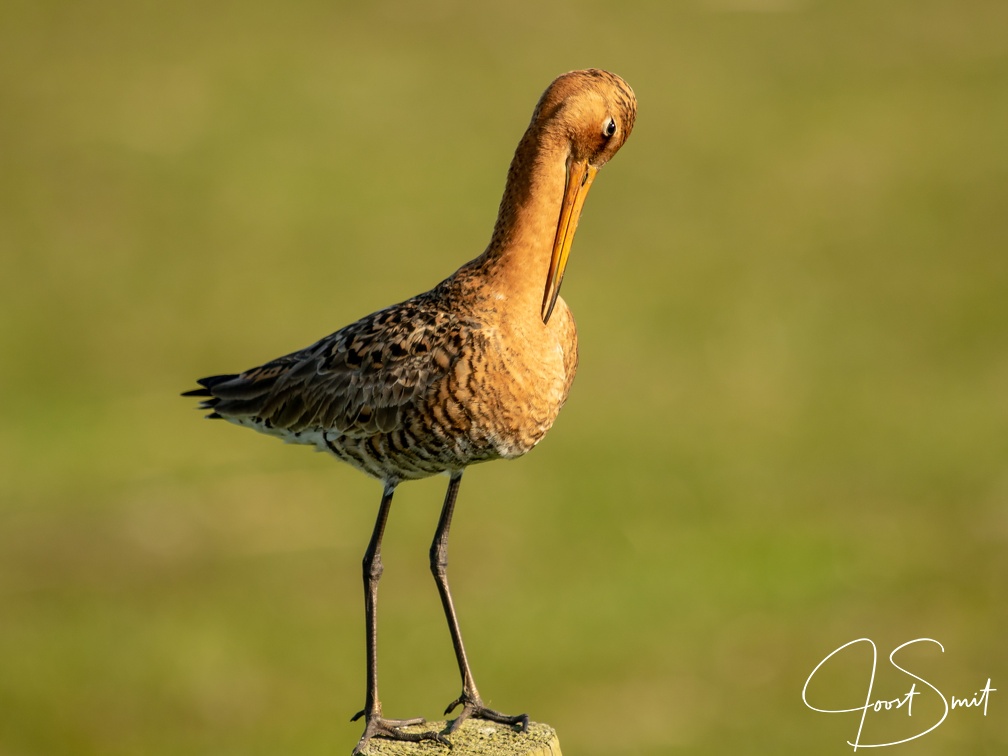 Grutto op een paaltje