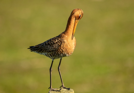Grutto op een paaltje