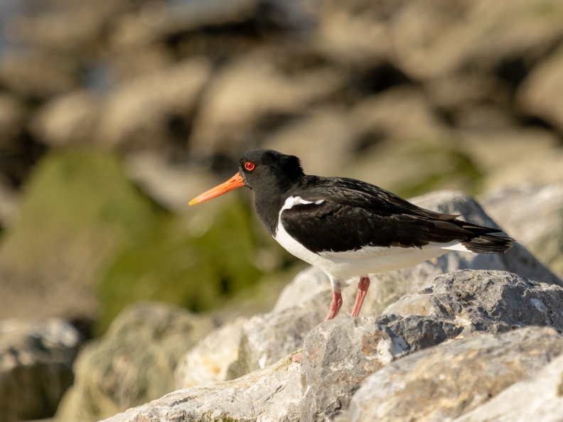 Scholekster op de rotsen