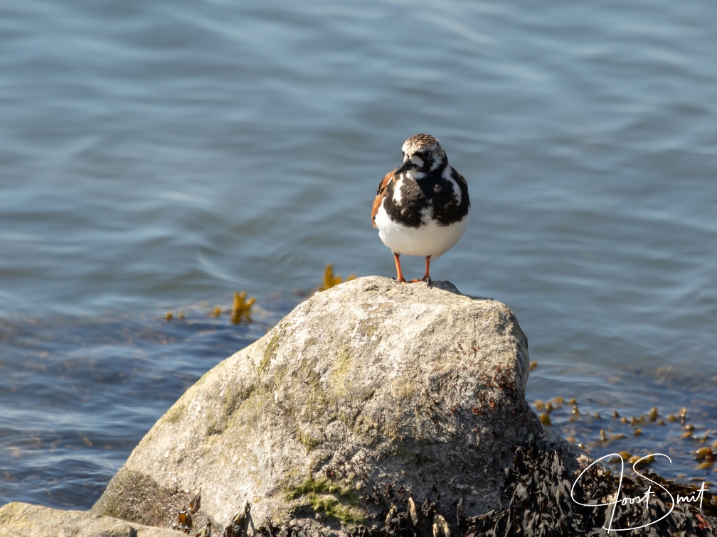 Steenloper op een steen