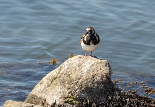 Steenloper op een steen