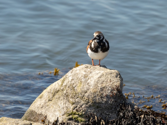 Steenloper op een steen