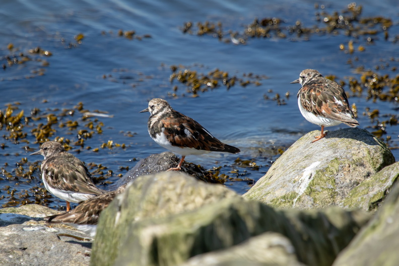 Drie steenlopers.jpg