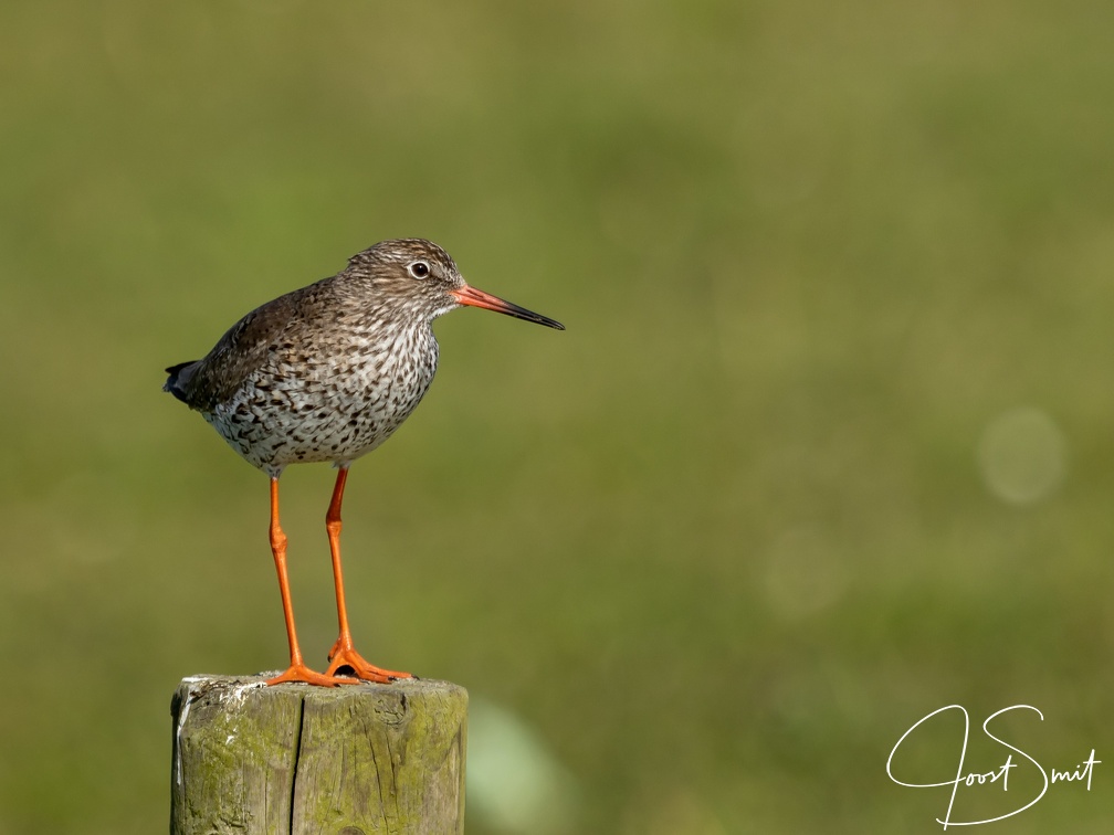 Tureluur op een paaltje