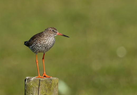 Tureluur op een paaltje
